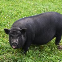 Московская область. Серпухов. Ферма «Русский страус». :: Наташа *****