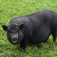 Московская область. Серпухов. Ферма «Русский страус». :: Наташа *****