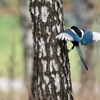 Сорока. :: Владимир Безбородов
