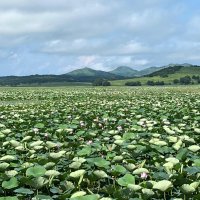 Природа Владивостока :: Елена Семигина