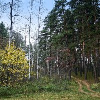 Лесная дорога :: MILAV V