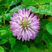 Цвёт клевер в ноябре. :: Милешкин Владимир Алексеевич 