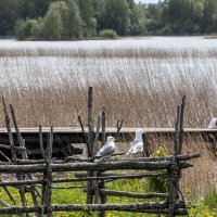 просто чайки :: navalon M