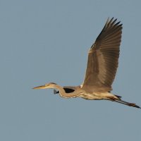 Серая цапля :: Сергей Лычагин