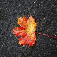 Картинки осени :: Рита Симонова