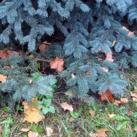 ель осенью... :: Галина Флора