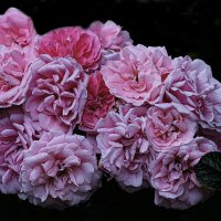 *** :: Александр 