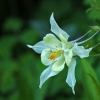 Аквилегия в профиль :: Светлана 