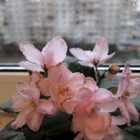 Снова дождь за окном барабанит настойчиво каплями, и погода сегодня, ну скажем, совсем не фонтан. :: Люба 