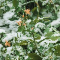 Первый снег - ОСЕНЬ и ЦВЕТЫ :: Владимир Максимов