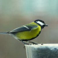 12 ноября - день синицы ! :: Юрий Куликов