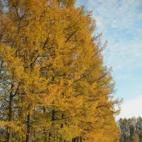 И этот пожар догорел... :: Наталья Лунева 