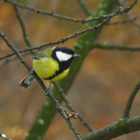 Вот именно ! Сегодня - день синиц ! :: Юрий Куликов