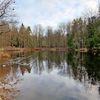 Лесное озеро. :: Лия ☼