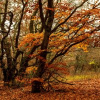 Буковый лес. :: Сергей Воротников