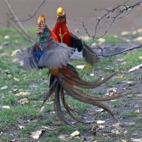 Зоопарк 12 ноября :: Михаил Бибичков