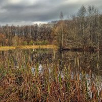 Ольховый пруд :: Наталья Лакомова