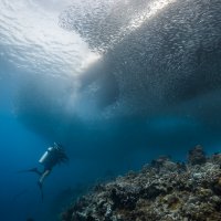 Сардиновое торнадо :: алексей афанасьев