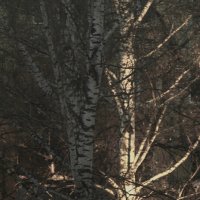 *** :: Сергей Сергеев