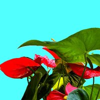 АНТУРИУМ  (Мужское  счастье) :: Анатолий Малобродский