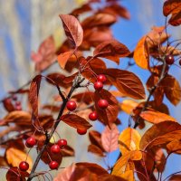 Декоративная яблоня в ноябре :: Татьяна Машошина