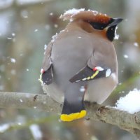 Заметает... :: Ольга Митрофанова