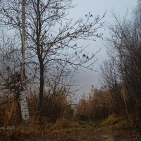 Туманный день :: Александр Синдерёв