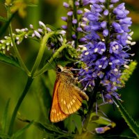 опять про бабочек...33 :: Александр Прокудин опять про бабочек...33 :: Александр Прокудин