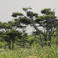 Лиственница курильская. :: Ирина Нафаня