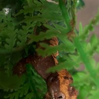 Дракоша :: Ален Янн 