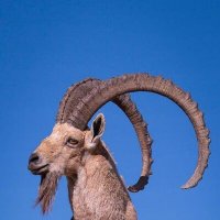 Король Гор ! :: Валерий Кокорев Король Гор ! :: Валерий Кокорев