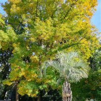 Приморский парк :: Tata Wolf Приморский парк :: Tata Wolf