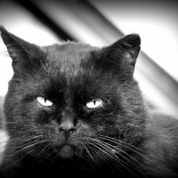 Жил на свете чёрный кот. :: nadyasilyuk Вознюк