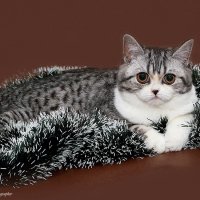 Шотландская короткошерстная кошка (скоттиш-страйт) :: Светлана Ищенко