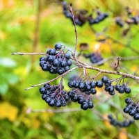 И где дрозды? :: Валерий Иванович И где дрозды? :: Валерий Иванович