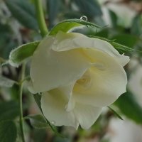 На окне сегодня :: Валентина Богатко 