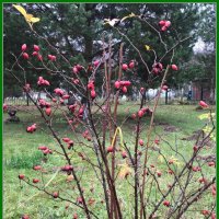 "Столовая" для птиц :: Ольга Довженко