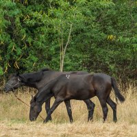Помеченные лошади :: Игорь Сикорский Помеченные лошади :: Игорь Сикорский