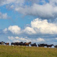 На плато Лаго-Наки :: Игорь Сикорский