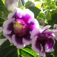 Глоксиния :: Елена Семигина