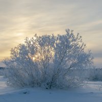 Изморозь :: Игорь Шабалин