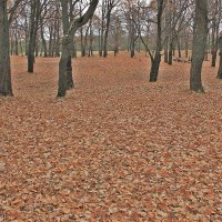 Лес обнажился... :: Евгений Корьевщиков