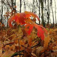 Так уходил октябрь... :: Андрей Заломленков