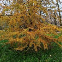 Ноябрь в жёлтых красках :: Мария Васильева Ноябрь в жёлтых красках :: Мария Васильева