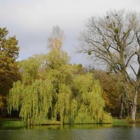 Картинки осени :: Рита Симонова