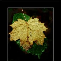 ЭТЮД... :: Elvira E. 