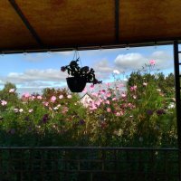 *** :: Валентина Береснева