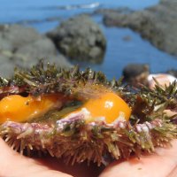 Икра морских ежей :: ИРЭН@ .