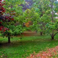 .... та самая катальпа, kt не сдаётся осени.. :: galalog galalog