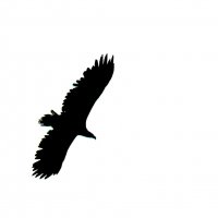 орлан белохвост :: gawrilа - dan